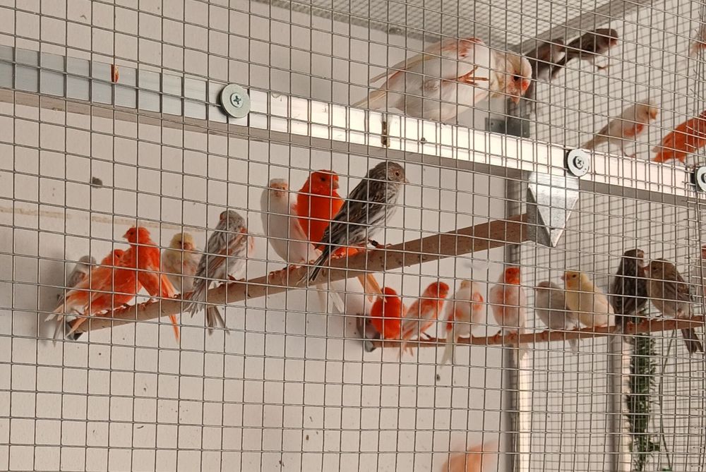 Canarios e cardinalitos