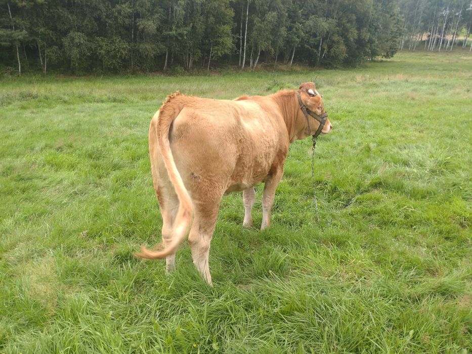 Jałówka mięsną do dalszej hodowli