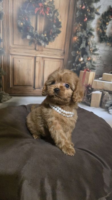 Cavapoo cudowny piesek f1
