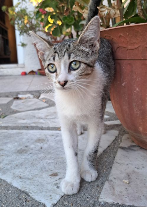 Gatinhos para adoção responsável – cerca de 4 meses