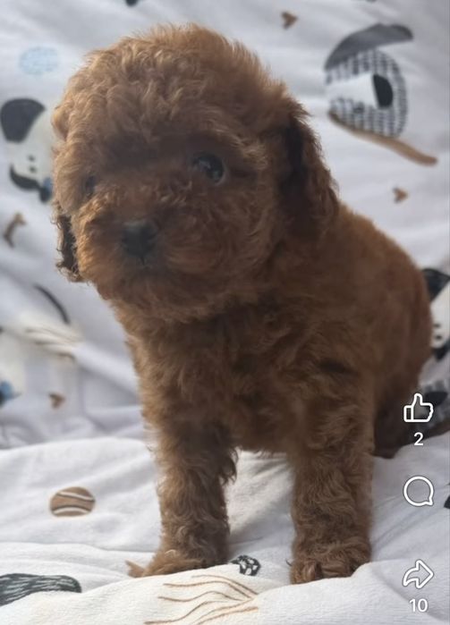 Suczka Cavapoo Efia