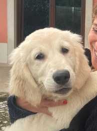 Golden Retriever com LOP