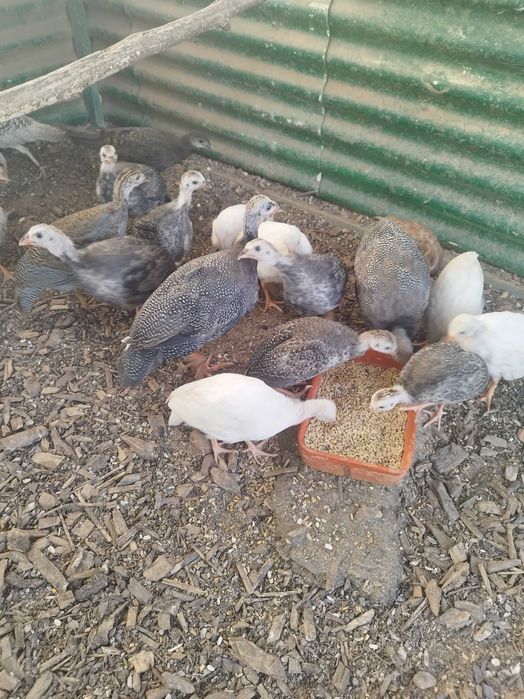 Galinhas de Angola