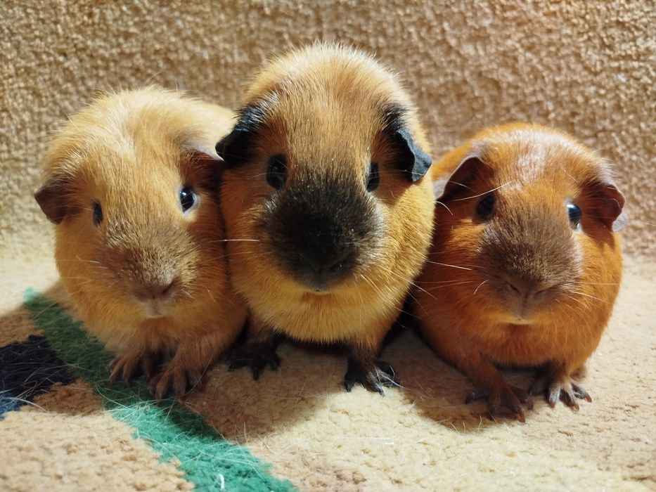 Морская свинка. Девочки. Калифорния. Возраст 6,5 и 7 месяцев.
