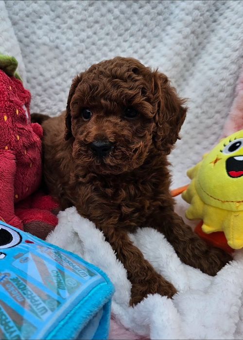 Pudel Toy red brown maleńki chłopczyk