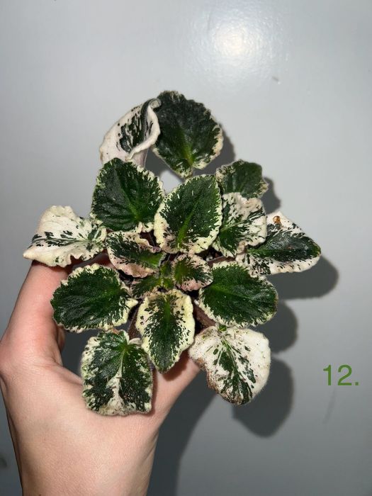 Fiołek variegata