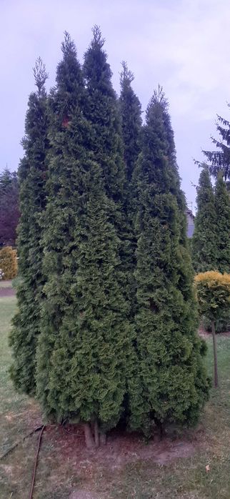 Tuja Szmaragd 4sz Likwidacja plantacji