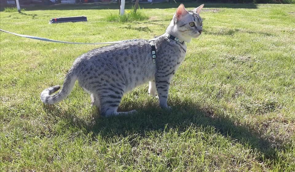 Kot Egipski Mau  mały gepard
