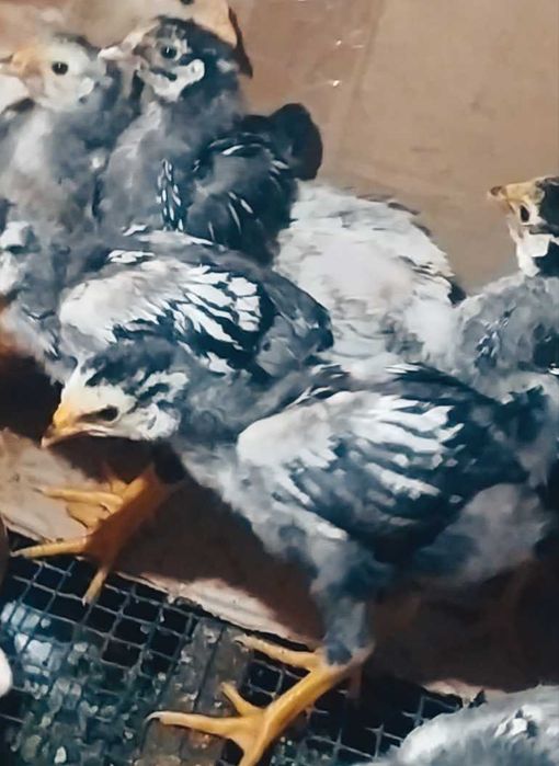 Курчата вiандот срiбло