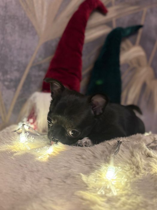 Chihuahua Sunia Czarna