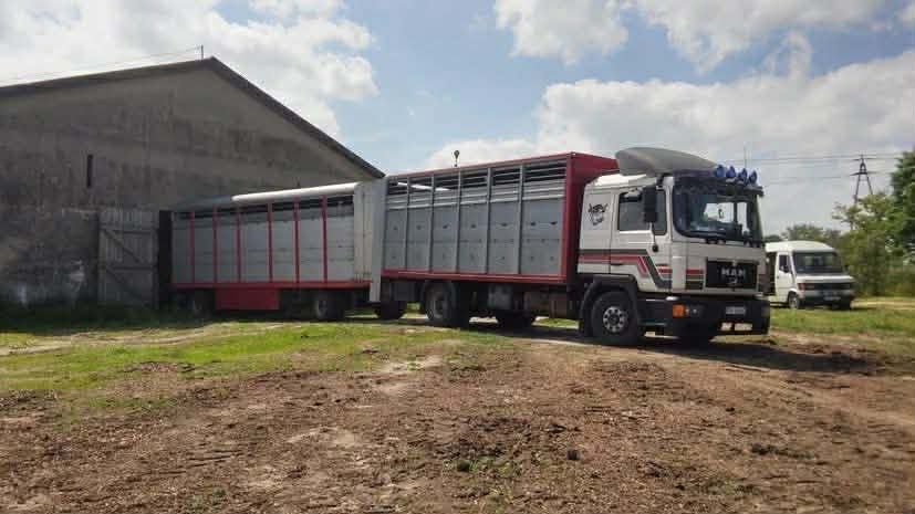 Skup Bydła Wysokie Ceny