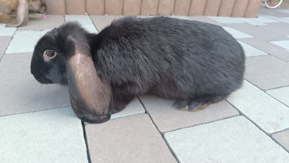 Продам кролики 200 грн