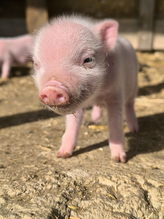 mini pigs- porco anão