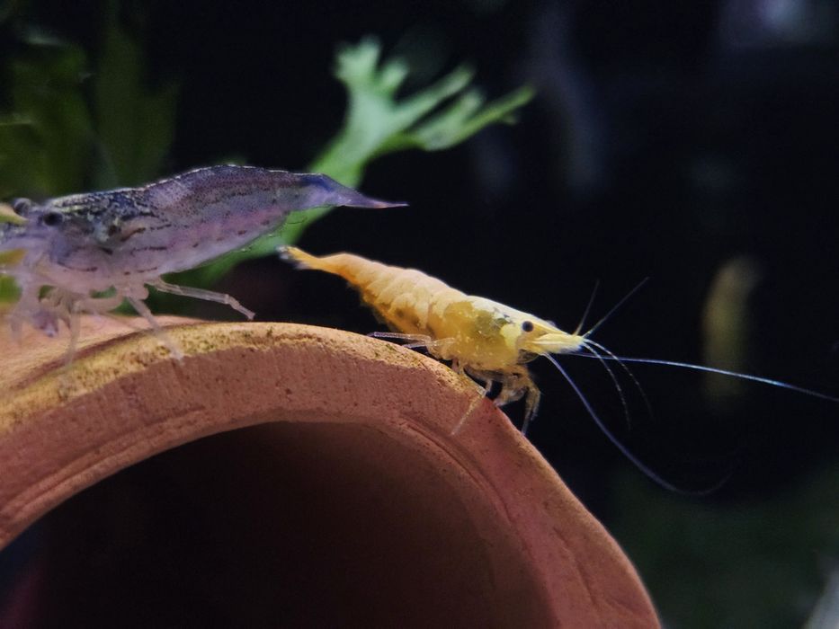 Krewetka yellow fire (żółte)