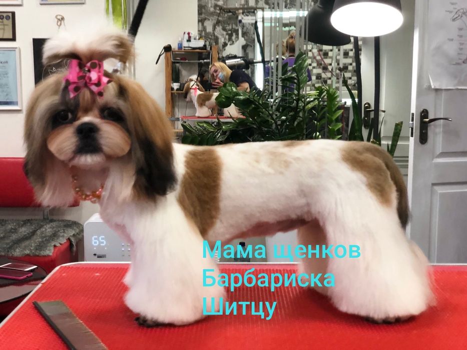 Шитцу Харьковские