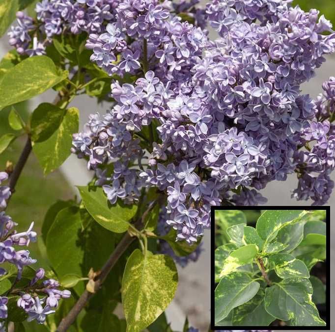 Bzy lilaki Syringa odmiany różne mayera
