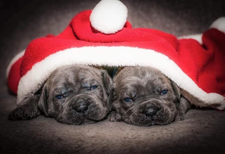 Онуки чемпіонів світу, Кане Корсо