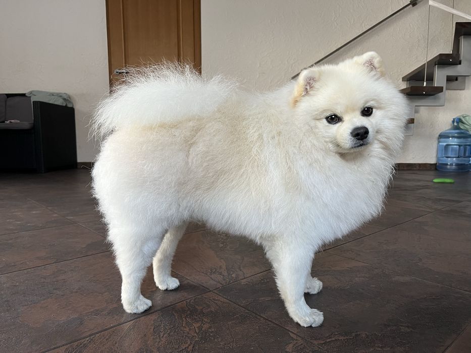 Вʼязка померанський шпіц