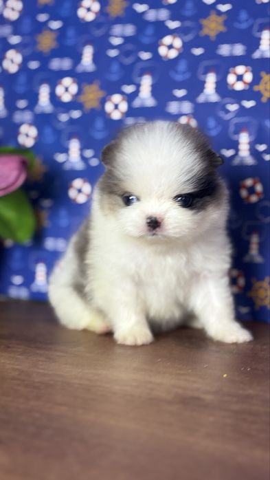 Екслюзивний блакитноокий  ведмедик
