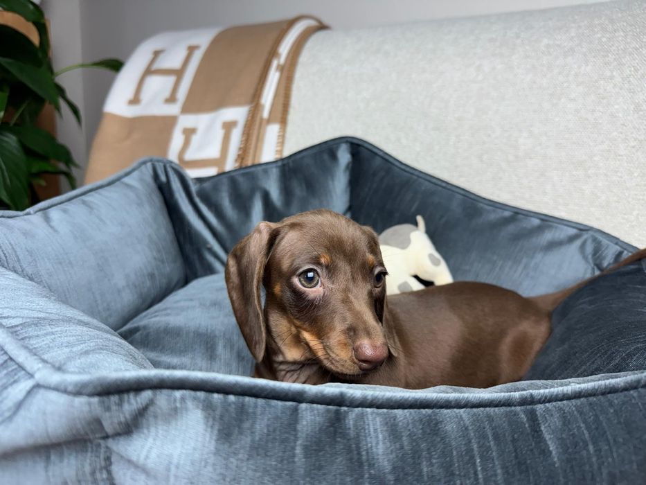 jamnik miniaturowy piesek choco