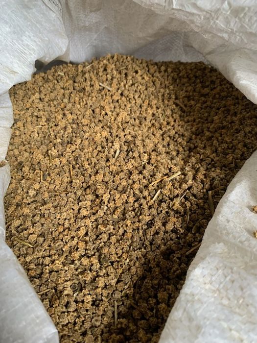 Nasiona buraka pastewnego zentaur poly