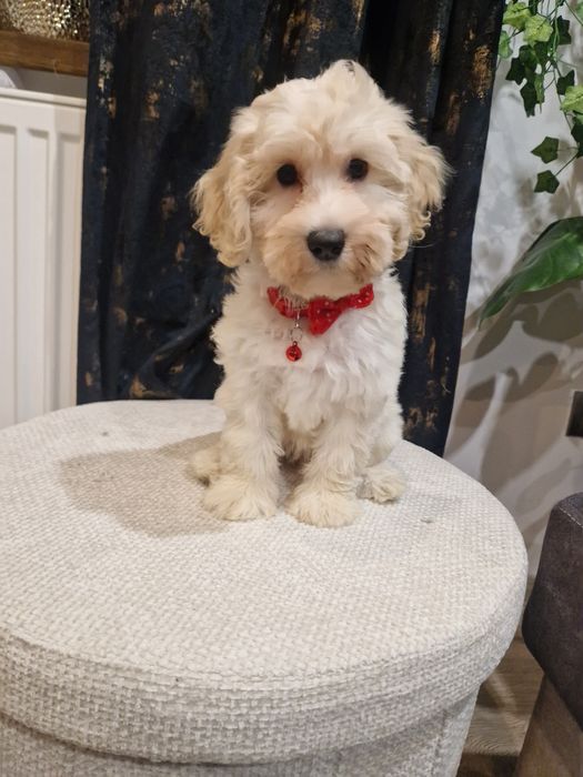 Suczka cockapoo f1b suczka