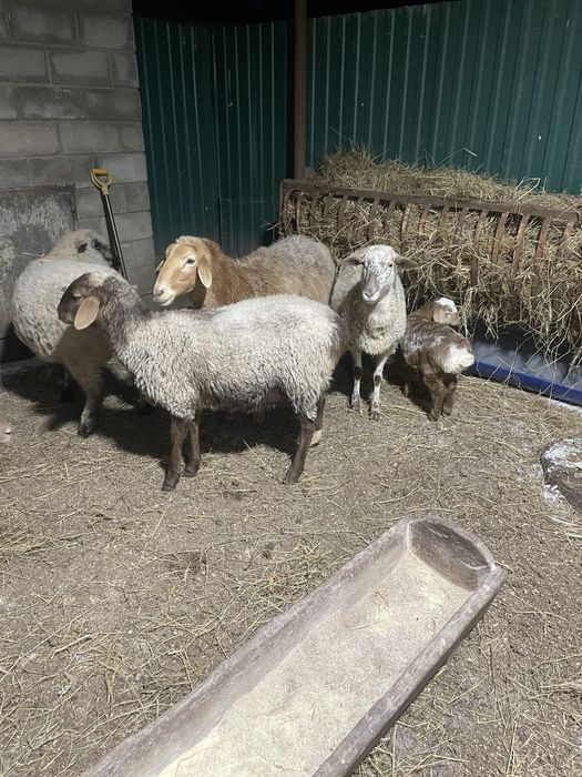 Вівці кітні є курдючні. Чотири вівці з малими