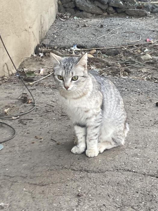 Котёнок 9 мес девочка