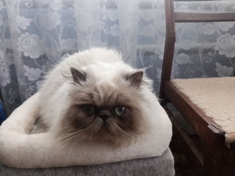 Маленьке котенятко.