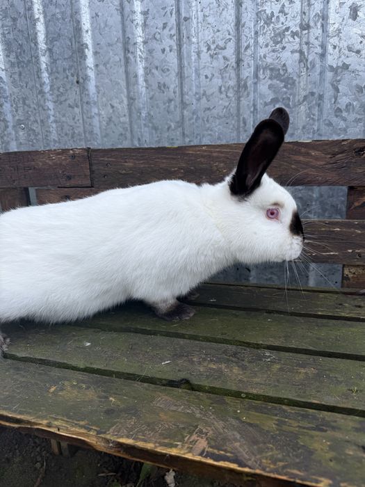 Królik kalifornijski