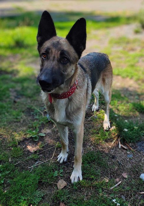 Bella do adopcji