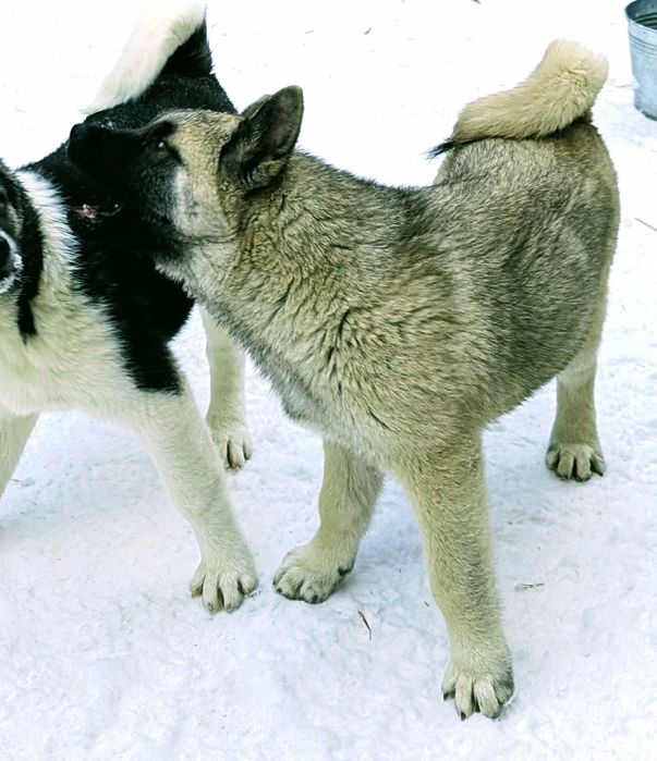 Американська акіта