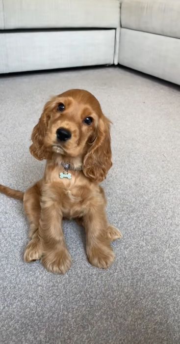 Спаніель хлопчики і дівчатка чистокровні здорові