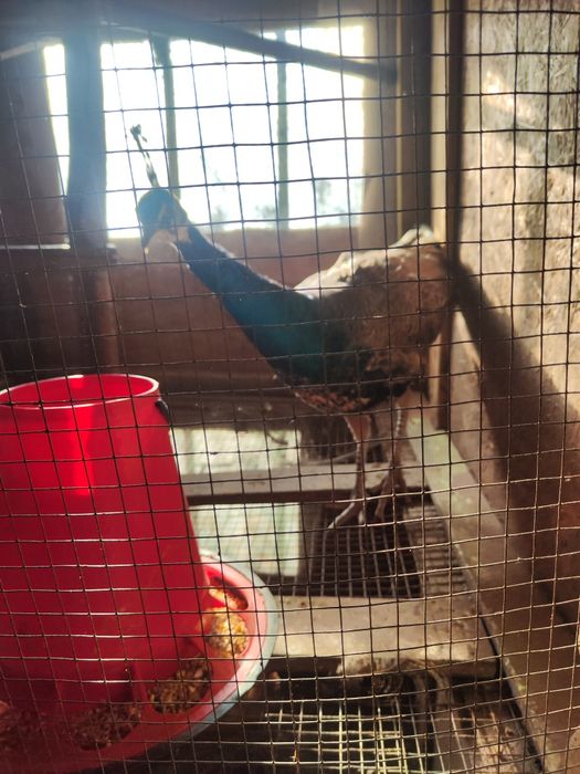 Pavões azuis nascidos em 2025