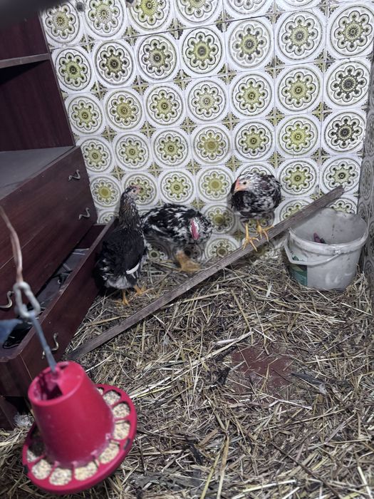 Frangas e frangos  leghorne