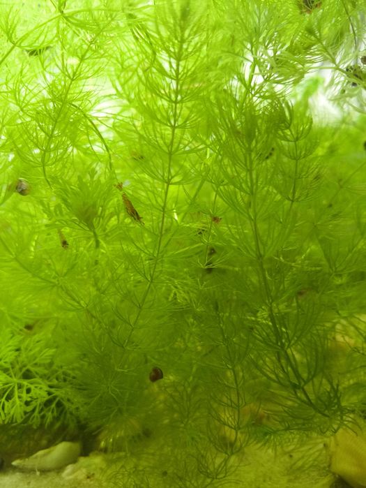 Neocaridina Red davidi
