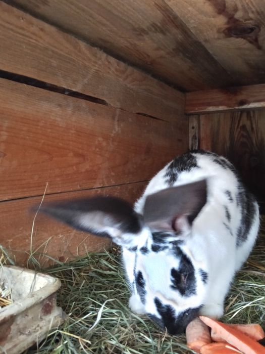 Króliki Belgii ,szynszyle,srokacze, czarne, białe.