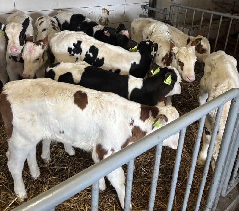 Byczki oraz jałówki mięsne