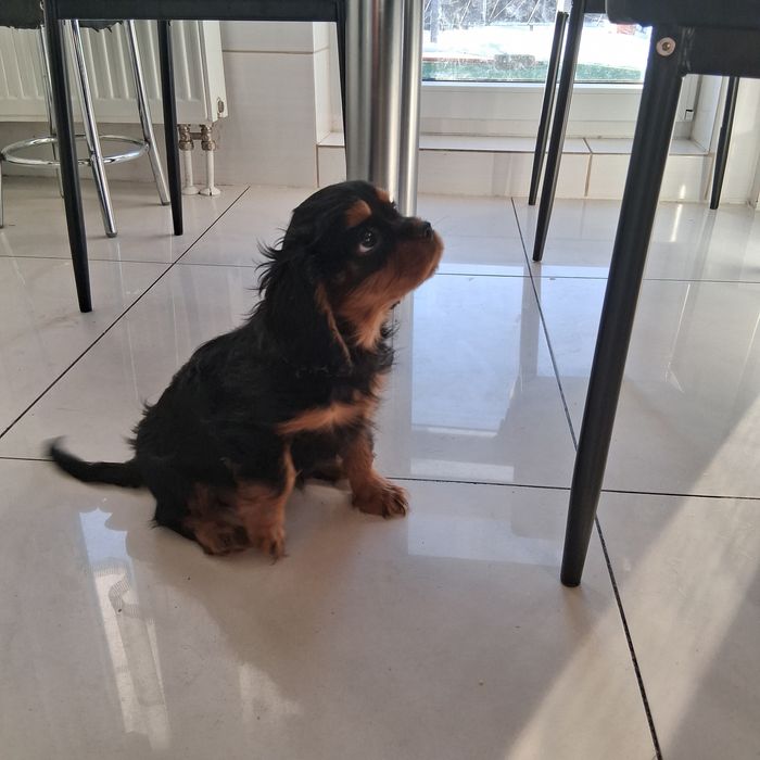 Śliczny Piesek  Cavalier Spaniel z Rodowodem