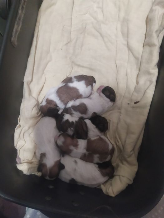 Щеночки бело золотого ши тцу