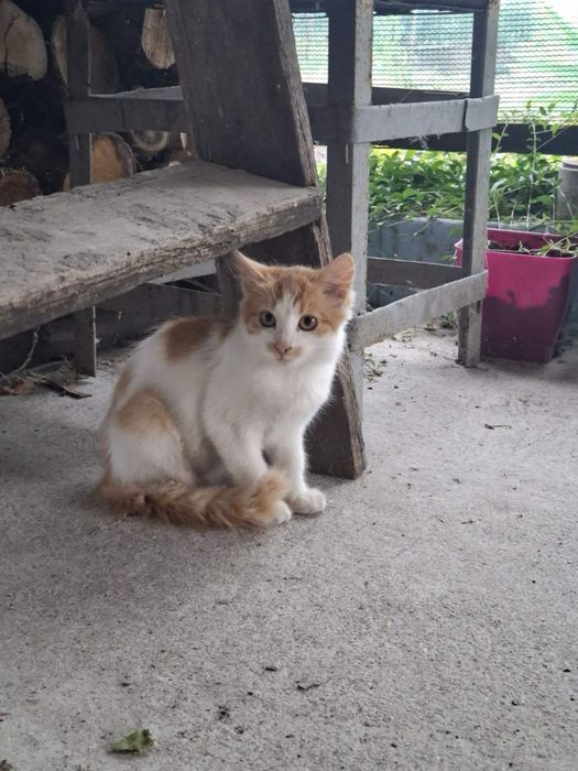 Кошенята шукають родину