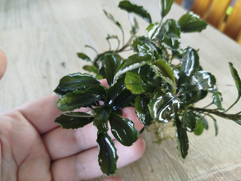 Bucephalandra red gaia, roślina do akwarium