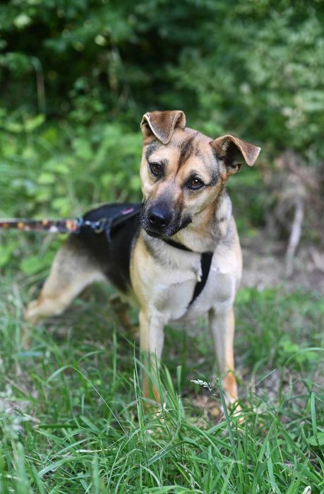Tobi młody psiak do adopcji