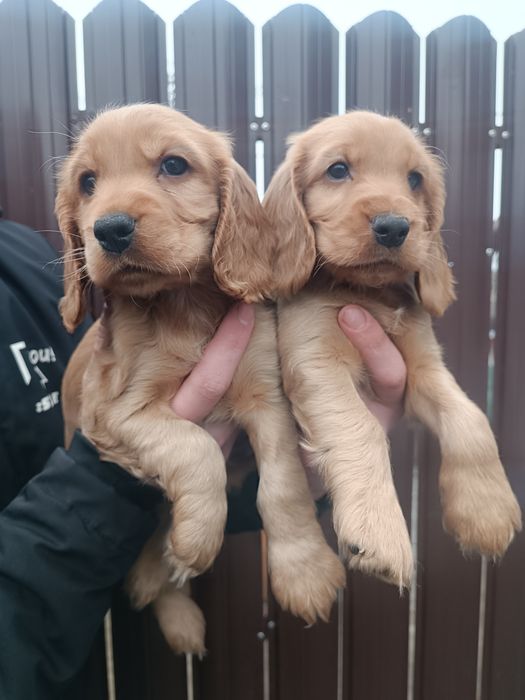 Бомбезные Англичане