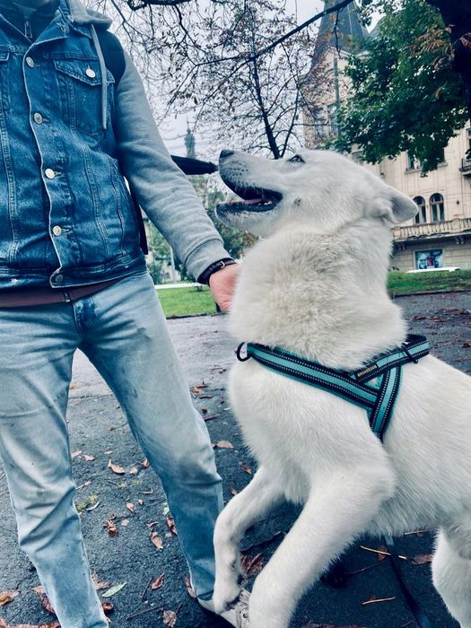 Аксель шукає даму серця (білий кобель хаскі, вʼязка)