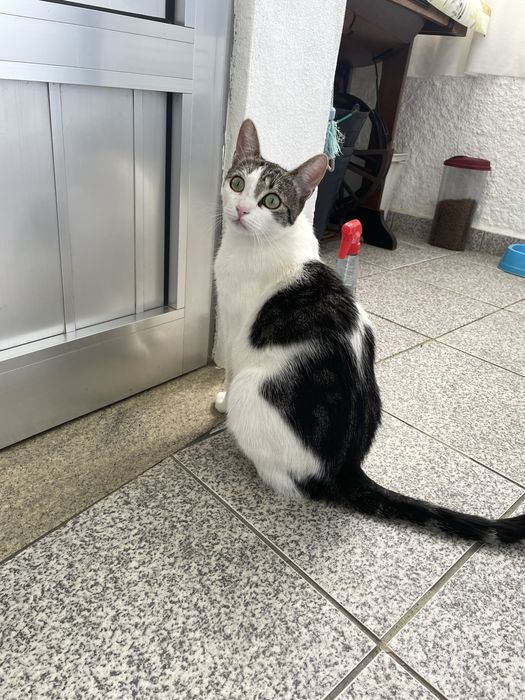 Dou Gato