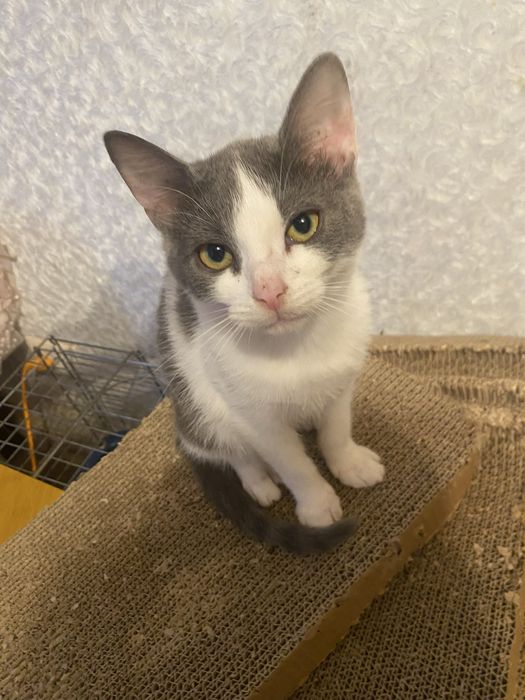 Дівчинка стерилізована в пошуках родини