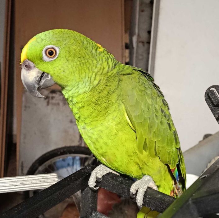 Papagaio amazona auropalliata