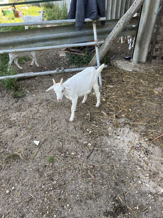 Cabrito saanen puro