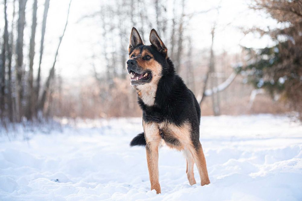 Elton: łagodny miłośnik człowieka